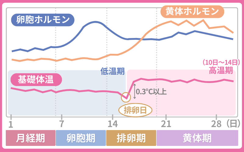 基礎体温の変化