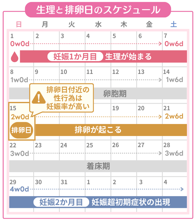 生理と排卵日の計算方法