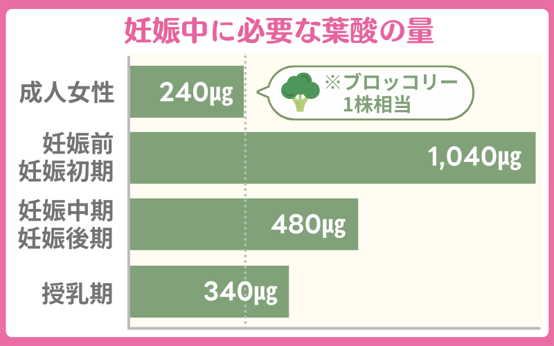 妊娠中に必要な葉酸の量