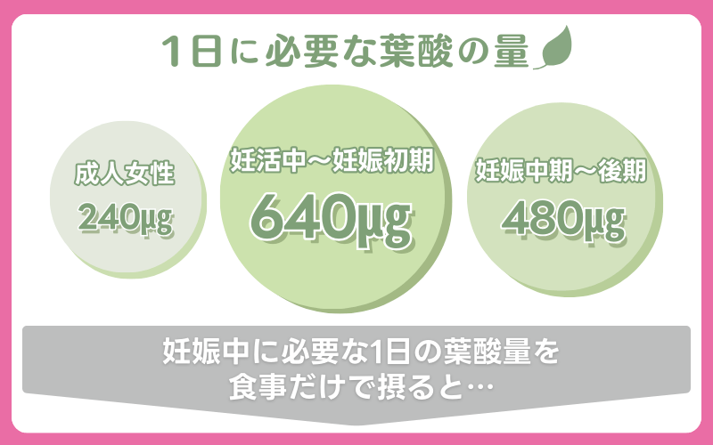 葉酸の必要量